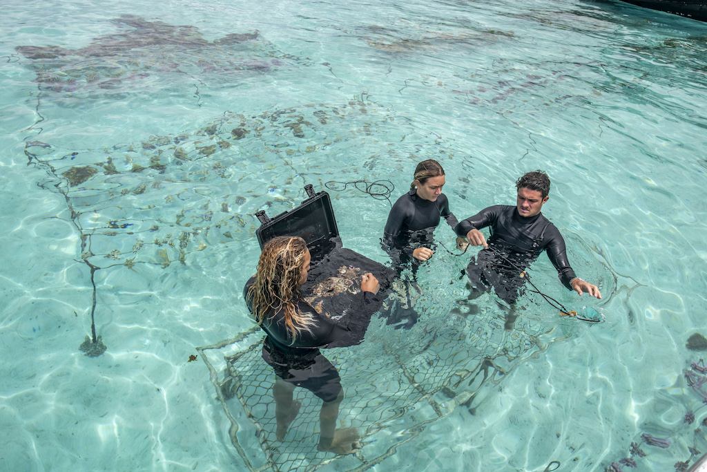 Taiano Teiho, Salomé Chauvelot und Titouan Bernicot binden Korallenfragmente an ein Seil. Das Seil ist an einem Gestell in einer Korallenaufzuchtstation befestigt, die ständig überwacht und untersucht wird.