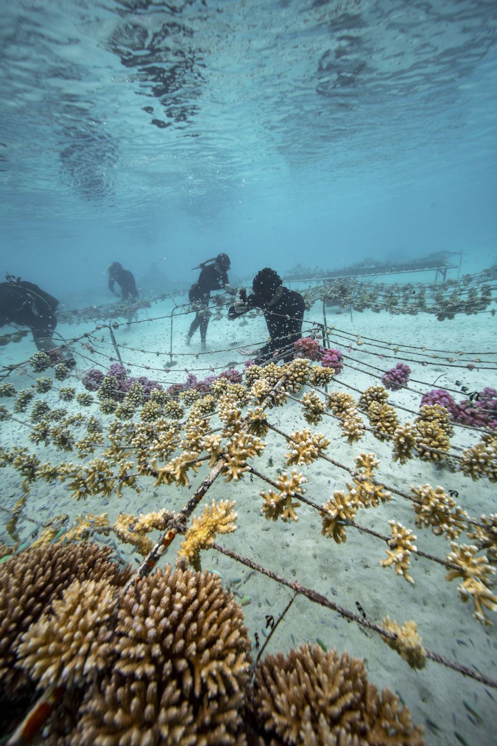 Titouan Bernicot und sein Team von Korallengärtnern in Französisch-Polynesien untersuchen eine Korallenaufzuchtstation. Das Team überwacht das Wachstum der Korallenfragmente in den Gärtnereien. Wenn sie groß genug sind, werden die Korallen in nahe gelegene beschädigte Riffe eingepflanzt. 