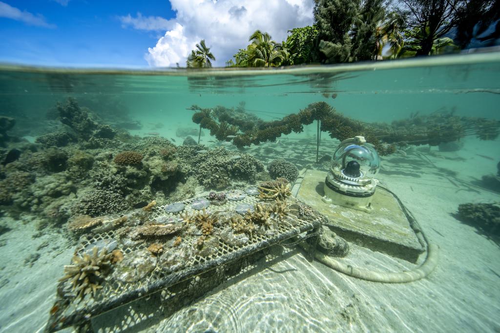 Eine ReefOS-Kamera nimmt die Umgebung der Coral-Gardeners-Gärtnerei auf und überträgt sie per Livestream. ReefOS ist ein von CG Labs entwickeltes Netzwerk von Geräten, die wertvolle Daten über die Fischpopulation, Artenvielfalt, Korallenwachstum und -bedeckung sowie die Wassertemperatur sammeln. 