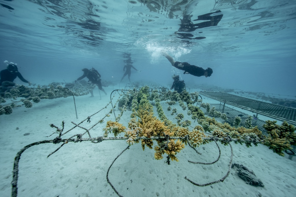 Die Taucher der Coral Gardeners in Französisch-Polynesien inspizieren eine Korallenbaumschule. Das Team besucht die Aufzuchtstationen regelmäßig, um das Wachstum der Korallen zu überwachen.