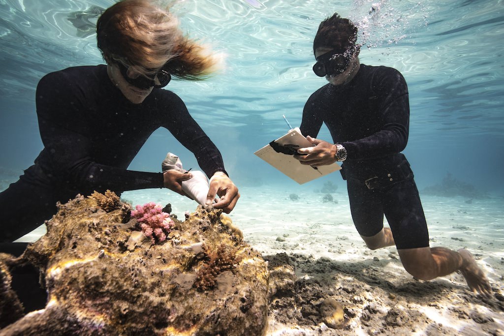 Taiano Teiho verwendet Meereszement, um Korallenfragmente, die in der Korallenaufzuchtstation gewachsen sind, auf dem beschädigten Riff zu befestigen, während Titouan Bernicot die Details aufzeichnet, damit sie sie später überwachen können.