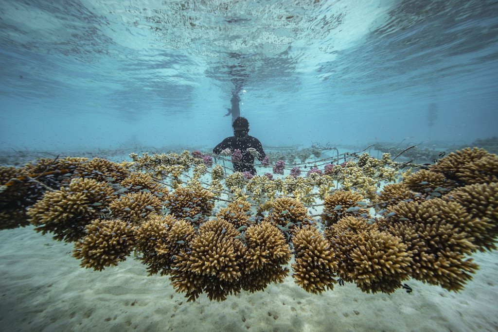 Titouan Bernicot, Gründer und CEO von Coral Gardeners in Französisch-Polynesien, inspiziert unter Wasser eine Korallenaufzuchtstation.