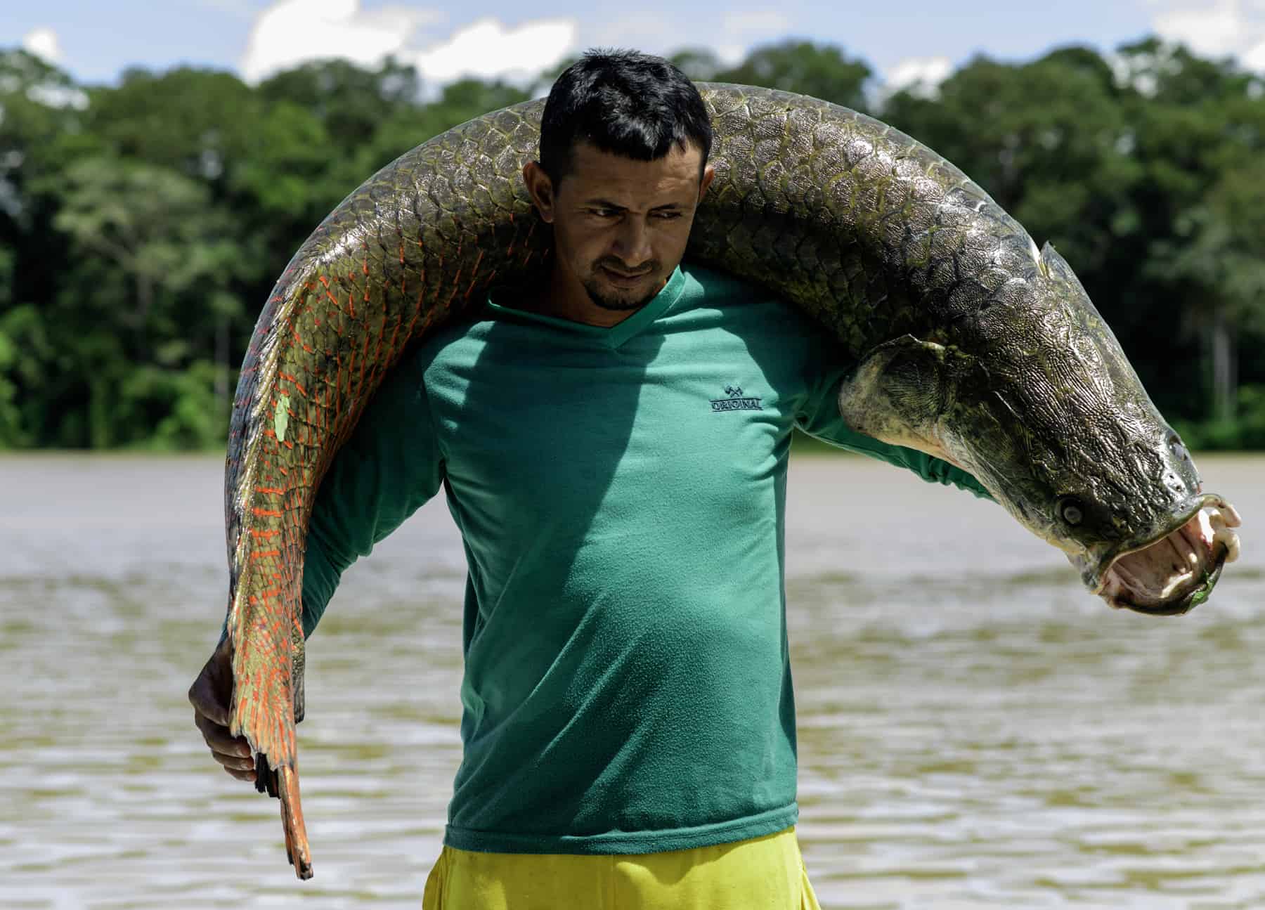 Ein Fischer bei Carauari trägt einen frisch gefangenen Arapaima an Land. Mithilfe des Projekts von João Campos-Silva ist es gelungen, dass die lokale Fischerei die Population des Arapaima nicht mehr reduziert.