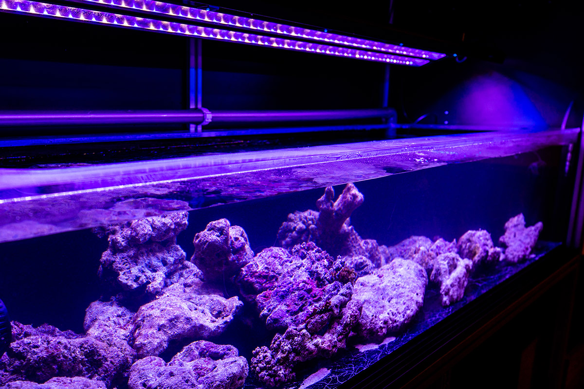 Das Korallenlaich- und Aufzuchtlabor auf Soneva Fushi soll die Evolution hitzeresistenter Korallen unterstützen. Auch die Gäste dürfen sich dort informieren.