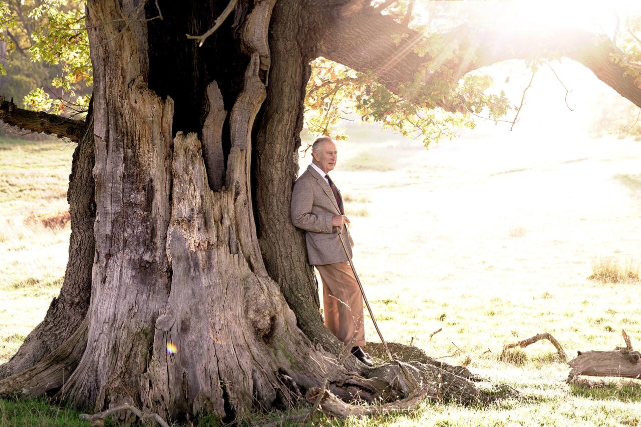 König Charles lehnt an einer alten Eiche im Windsor Great Park.