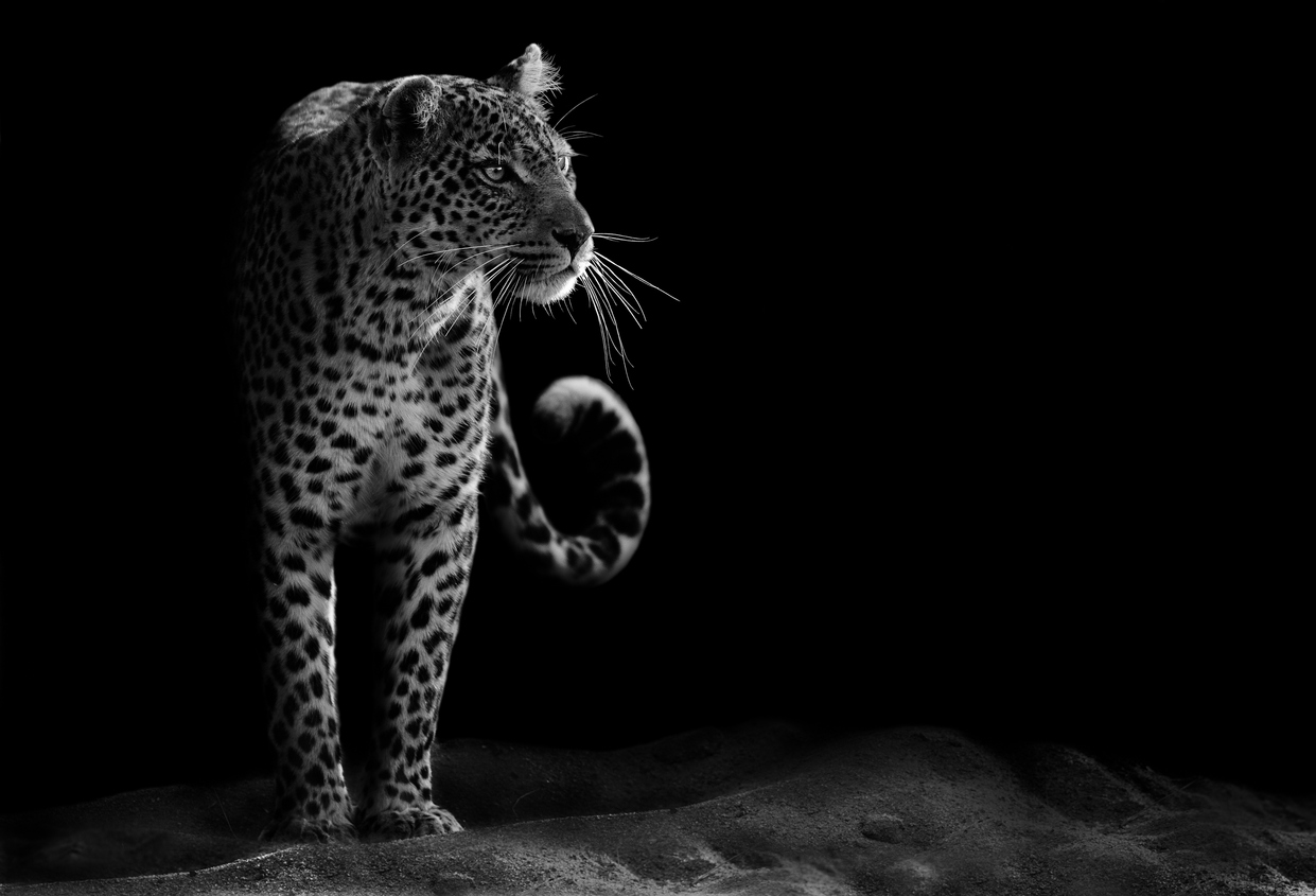 Schwarzweißfotografie eines Panthers, der auf sandigem Boden steht und nach links blickt; das Tier hebt sich kontrastreich vor schwarzem Hintergrund ab.