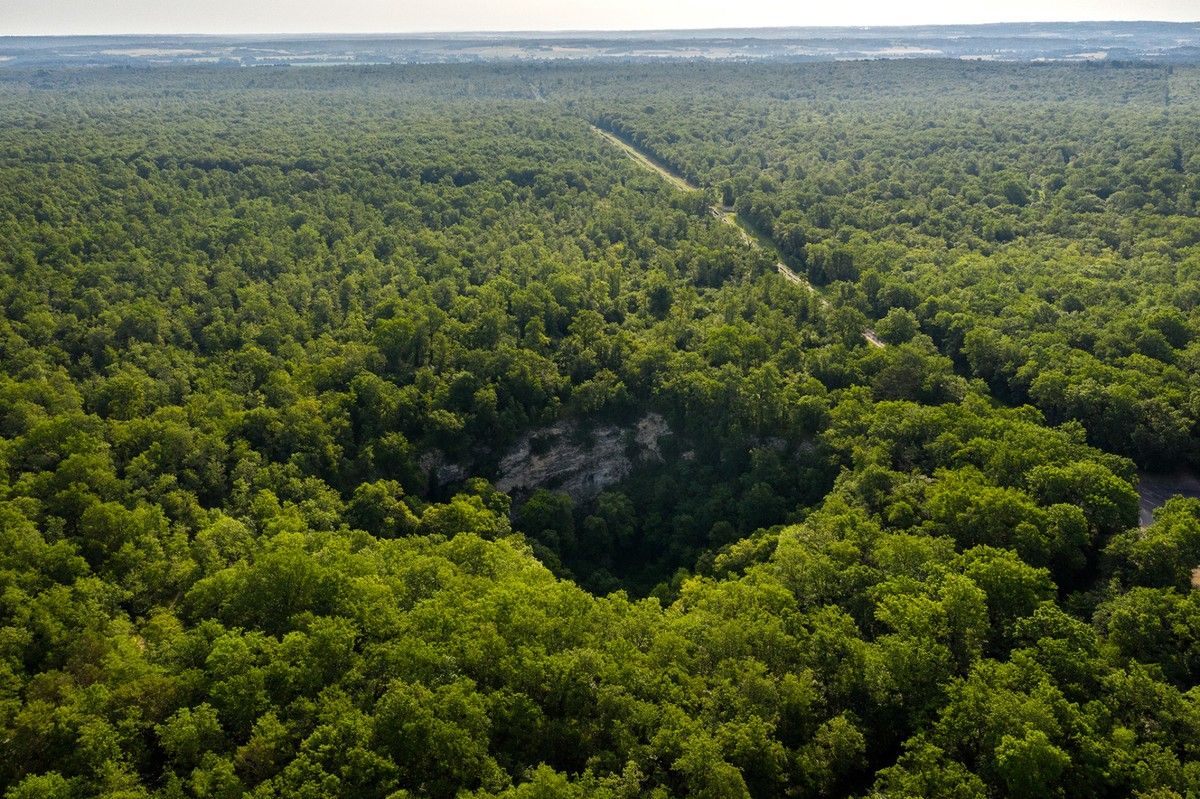 substantial-times-ein-knappes-gut-04 Luftaufnahme des Forêt de la Braconne mit dichtem Laubwald und Waldwegen.