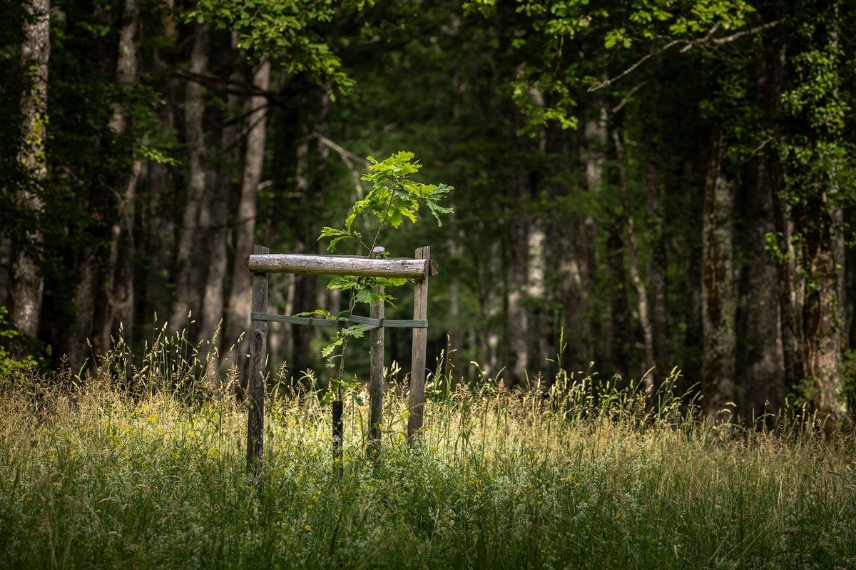 substantial-times-ein-knappes-gut-07 Junger Eichensetzling, gestützt von einem Holzrahmen, auf einer Waldlichtung.