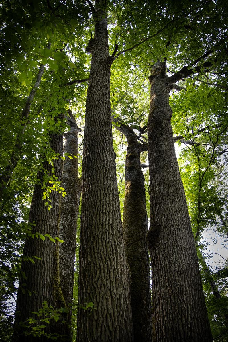 substantial-times-ein-knappes-gut-08 Eichen im Staatsforst Forêt de la Braconne.
