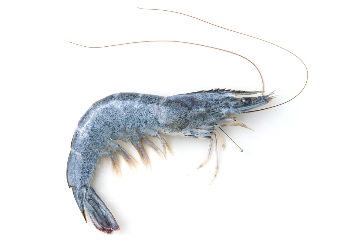 Keramikvasen und Porzellanblüten von Coco Loves Clay: eine kugelförmige und eine zylindrische weiße Vase mit strukturierter Oberfläche, dazu unglasierte Blüten und Zweige, arrangiert auf dunklem Untergrund mit weihnachtlichen Motiven.