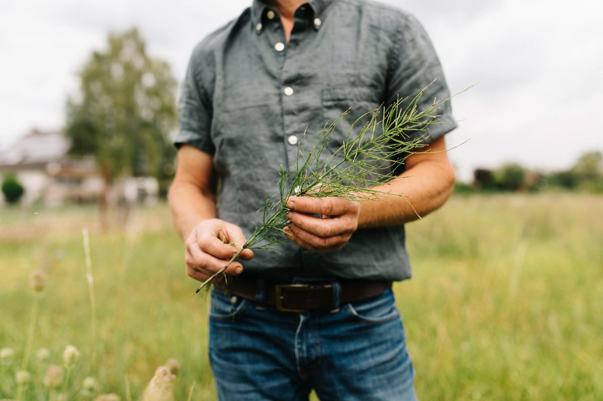 Michael Andres hält frischen Schachtelhalm in der Hand