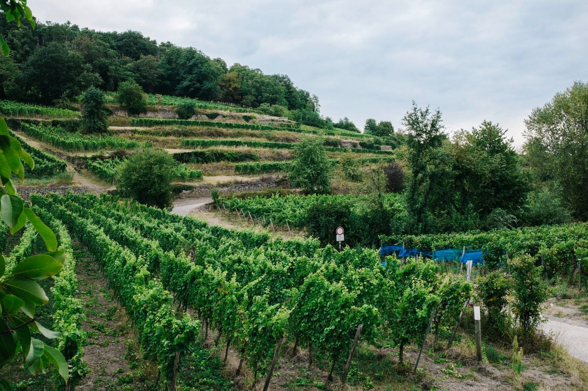 Terrassierte Steillagen in der Mäushöhle bei Deidesheim.