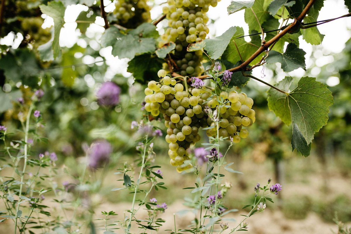 Reife Trauben zwischen Wildpflanzen im Weinberg.