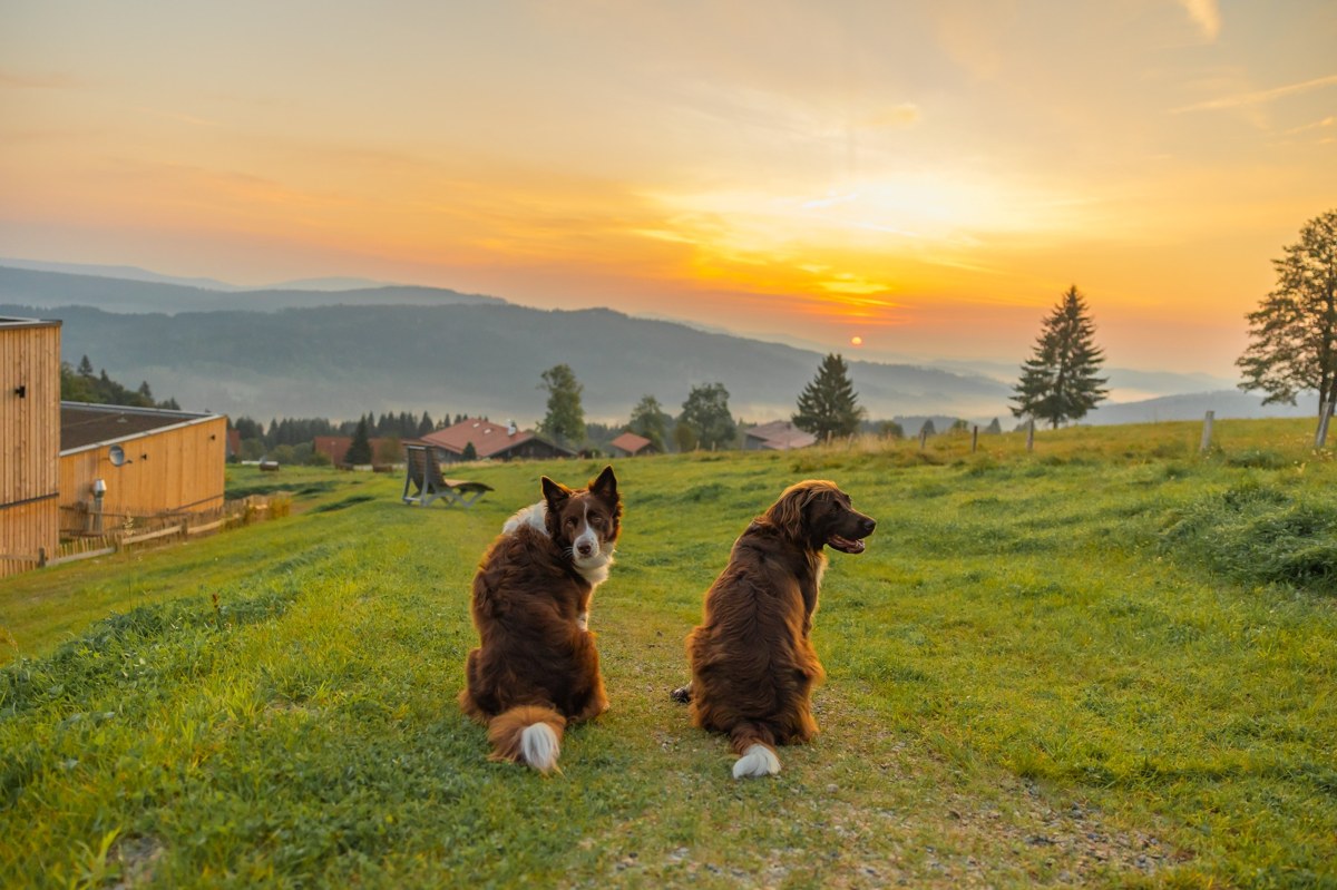 Zwei Hunde sitzen auf einem Weg vor den Hügeln des Bayerischen Waldes bei Sonnenuntergang. Die Region rund um Philippsreut eignet sich für Urlaub mit Hund und lange Wanderungen in den Bergen