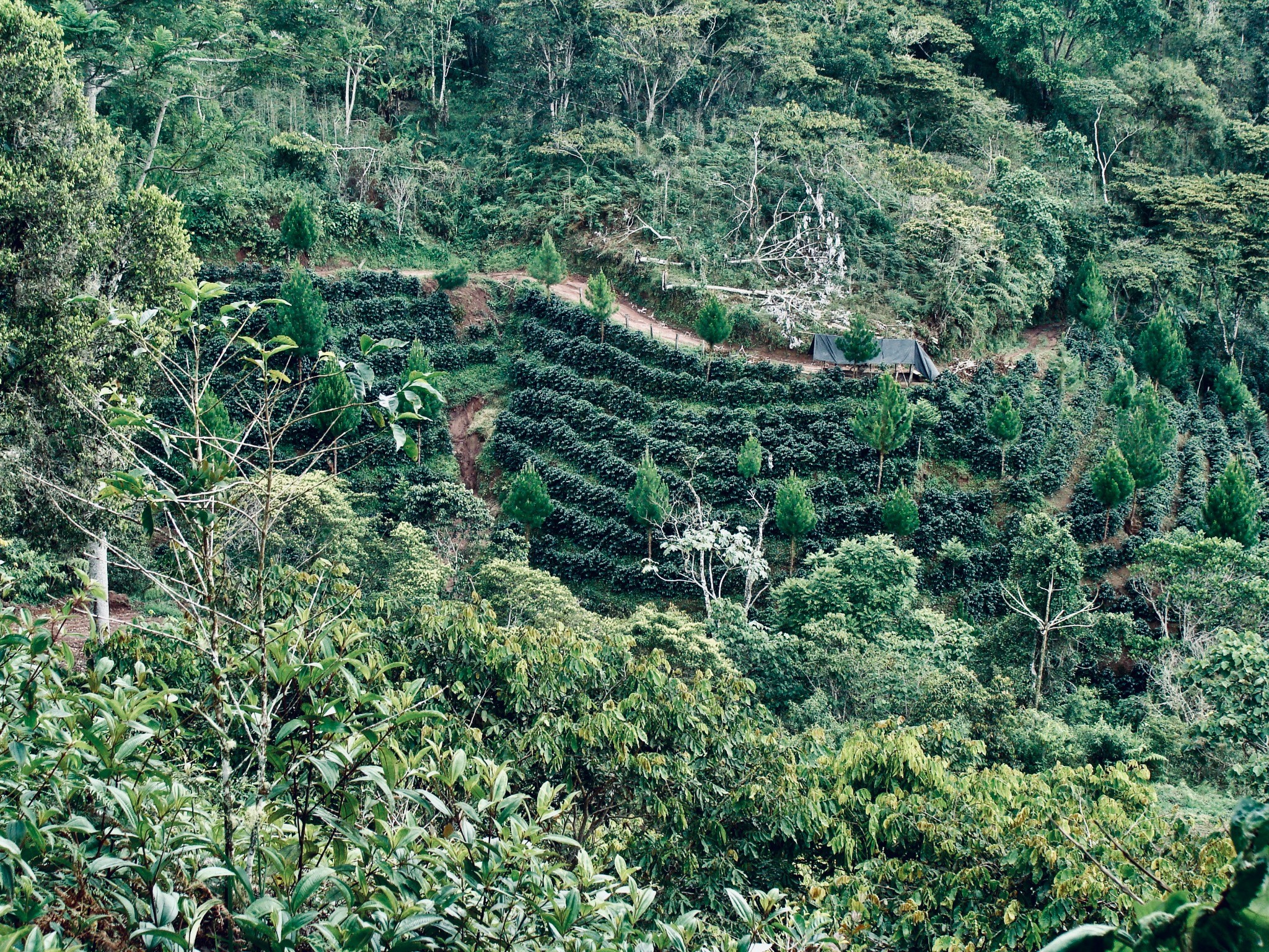 Kaffeeplantage in Peru