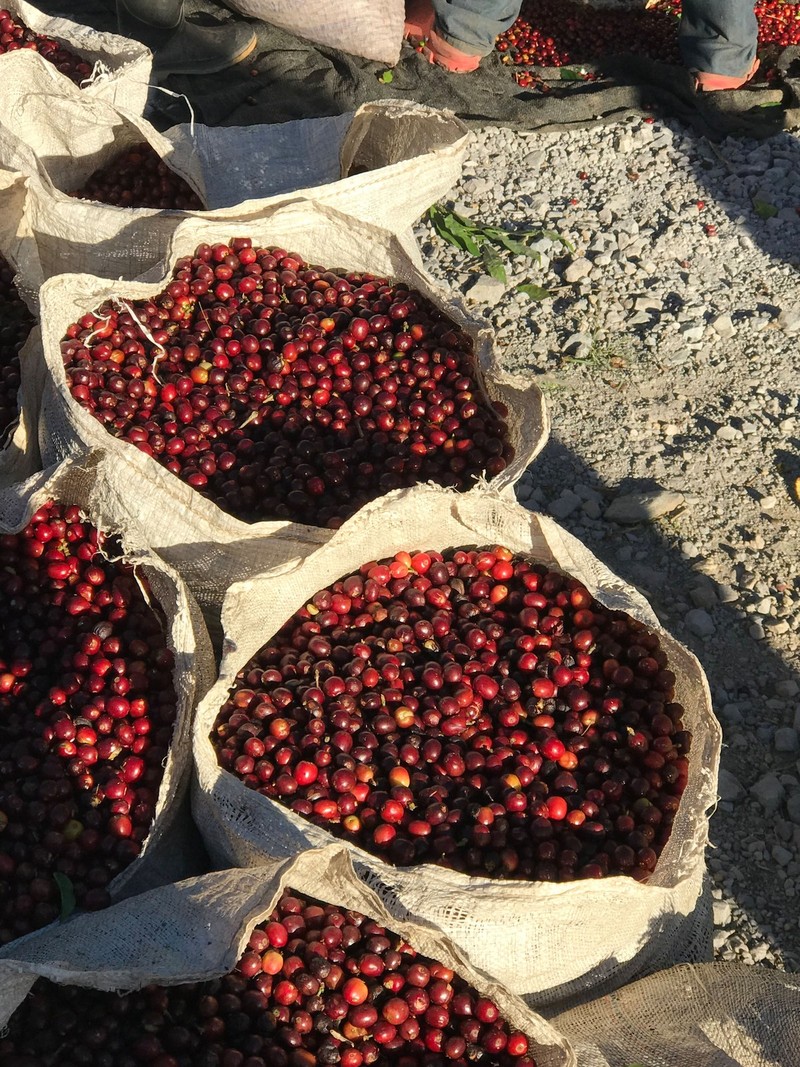 Frisch geerntete Kaffeekirschen