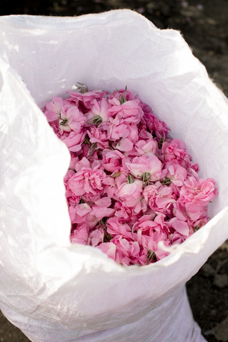 Frisch geerntete Damaszener-Rosenblüten in einem weißen Sack