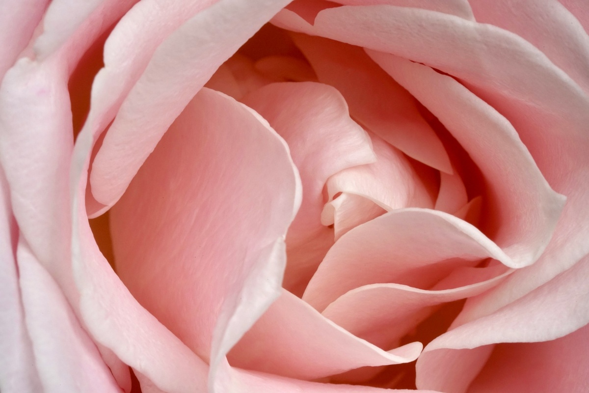 Makroaufnahme einer rosafarbenen Rose